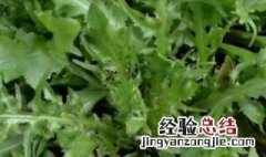 荠菜不焯水可以吃吗 荠菜不焯水可以吃吗视频