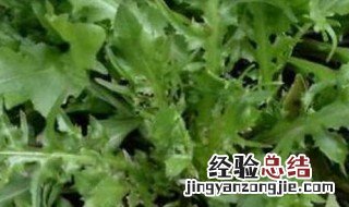 荠菜不焯水可以吃吗 荠菜不焯水可以吃吗视频