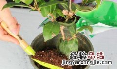 盆栽茶花怎么养才好 茶花用啥盆养好