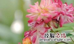 如何养好月季花盆栽 小盆栽月季花怎么养殖