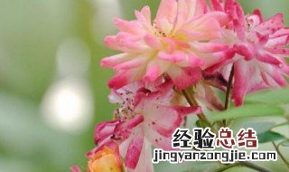 如何养好月季花盆栽 小盆栽月季花怎么养殖