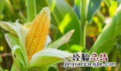 玉米里的虫子叫什么 玉米里的虫子叫什么虫