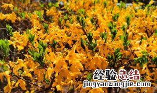 连翘盆栽夏季怎么养 盆栽连翘花的养殖方法