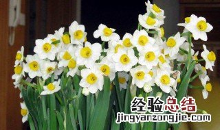 水仙花像什么比喻句 水仙花比喻句造句