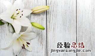 女人说自己是百合是什么意思 女人说自己是百合的意思是
