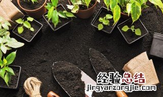 宫灯长寿花怎么繁殖 宫灯长寿花繁殖方法