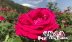 玫瑰鲜花的养殖方法有哪些 玫瑰鲜花的养殖方法