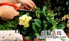 栀子花属于完全花还是不完全花 栀子花属于完全花吗