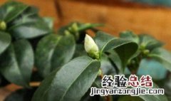 山茶花移栽后怎样浇水 盆栽山茶花怎样浇水