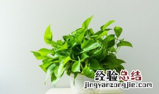 家庭适合什么盆栽植物 适合家居的盆栽有哪些