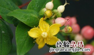 怎么养红果金丝桃插花盆栽 怎么养红果金丝桃插花