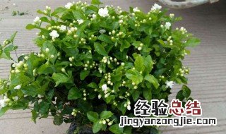 茉莉鲜花怎么醒花 茉莉花怎么醒花养花