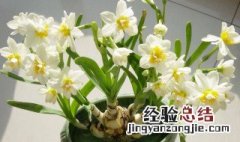 水仙花能放室内吗 水仙花能放室内吗?