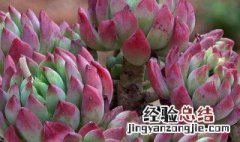 冰花多肉怎么养护和浇水 冰花多肉怎么养