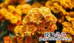 菊花别名还叫什么 菊花的简介