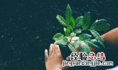 盆栽的玉树如何养殖 怎样养植玉树