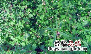 益母草什么时候种最好 益母草种植时间介绍