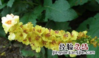 白色毛蕊花图片 白色毛蕊花花语