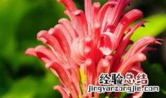 珊瑚花怎么养殖方法 珊瑚花怎么养