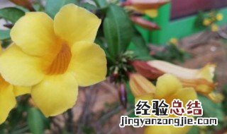 黄蝉花养殖技术方法 养殖黄蝉花的方法