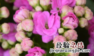 巴黎花怎么养 巴黎花怎么养护和管理