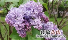 丁香花在什么季节开放 丁香花在什么时候开放