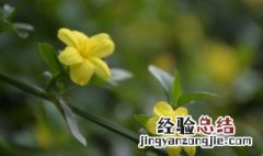 迎春花要怎么养 盆栽迎春花的养殖方法和注意事项