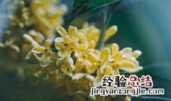 怎样给盆栽桂花施肥 盆栽桂花施肥用什么肥料