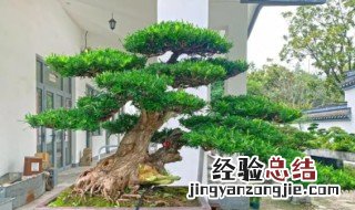 罗汉松盆栽的养殖方法和注意事项图片 罗汉松盆栽的养殖方法和注意事项