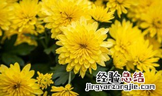 菊花如何矮化栽培 盆栽菊花如何矮化