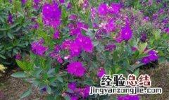 角茎野牡丹的养殖方法 角茎野牡丹常年开花