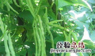 四季豆什么时候种 四季豆的播种时间