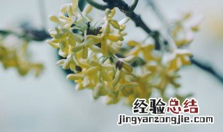 盆栽桂花怎么过冬天 盆栽桂花冬天怎么养