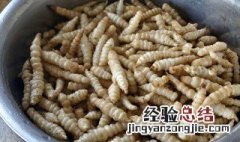 螺丝菜是什么样的 螺丝菜是什么样的菜