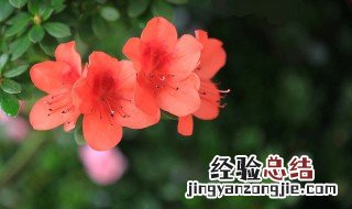 最名贵杜鹃花品种 4种名贵杜鹃花特点