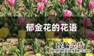 郁金花的花语是什么 郁金花的花语介绍