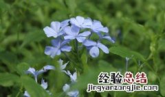 盆栽蓝雪花的养殖方法 蓝雪花盆栽怎么养