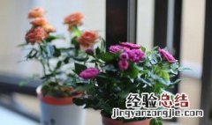 怎么养玫瑰花不容易枯萎 盆栽玫瑰花怎么养才不会枯萎