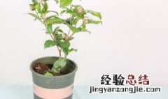 茶花冬季开花怎样浇水 春天盆栽茶花怎么浇水