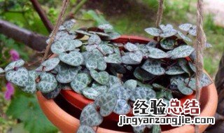 爱之蔓怎么换盆 要合理的光照和水肥
