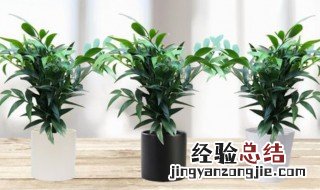 室内种什么盆栽植物驱蚊 适合室内养殖的驱蚊植物盆栽