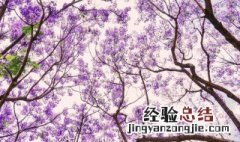 蓝楹花可以盆栽吗 蓝花楹盆栽方法