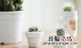 摆地摊卖盆栽的技巧 适合摆地摊的盆栽