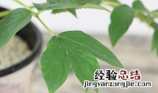 盆栽牡丹花如何种植 牡丹花可以盆栽吗