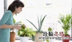 盆栽花卉换盆后旧土如何再利用 给花换盆用以前的旧土行吗