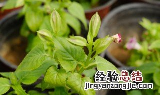 夏堇花怎么养 夏堇花怎么养才能开花