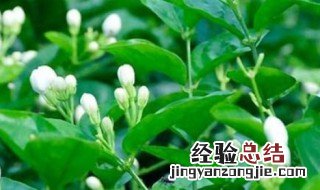 茉莉花冬天在室内栽培可以开花吗图片 茉莉花冬天在室内栽培可以开花吗