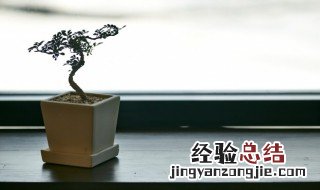 哪些盆栽好养活 什么样的盆栽比较好养活