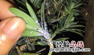 家里盆景生虫怎么办? 家里的盆栽生虫怎么办