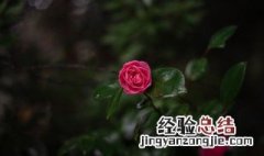 玫瑰花盆栽可以放在室内吗 玫瑰花可以放在室外养吗